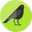 Crow icon 64x64
