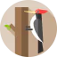 Woodpecker icon 64x64