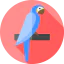 Macaw icon 64x64