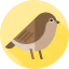 Sparrow icon 64x64