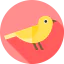 Canary icon 64x64
