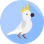 Cockatoo icon 64x64