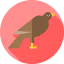 Hawk icon 64x64
