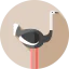 Ostrich icon 64x64