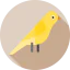 Canary icon 64x64