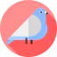 Pigeon icon 64x64