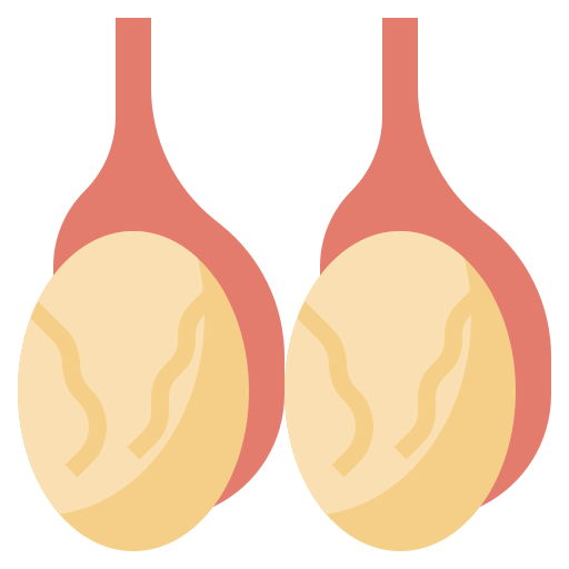 Testicles icon