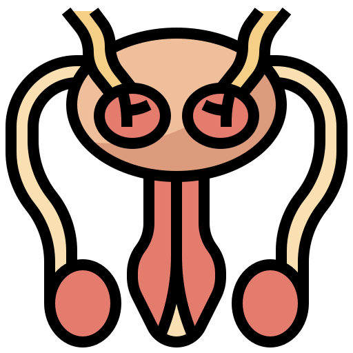 Reproductive system アイコン