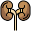 Kidneys biểu tượng 64x64