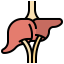 Liver icône 64x64