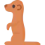 Meerkat 图标 64x64