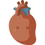 Cardiology icon 64x64