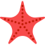 Starfish icon 64x64