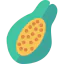 Papaya ícono 64x64