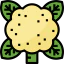 Cauliflower icon 64x64