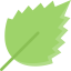 Leaf icon 64x64