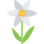 Flower icon 64x64