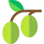 Olive icon 64x64