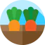 Carrots іконка 64x64