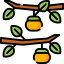 Persimmon icon 64x64