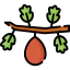 Fig icon 64x64