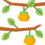 Persimmon icône 64x64