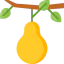 Pear icône 64x64