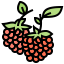 Raspberry icon 64x64
