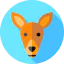 Kangaroo іконка 64x64