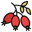 Dog rose 图标 64x64