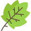 Leaf biểu tượng 64x64