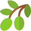 Olive icon 64x64