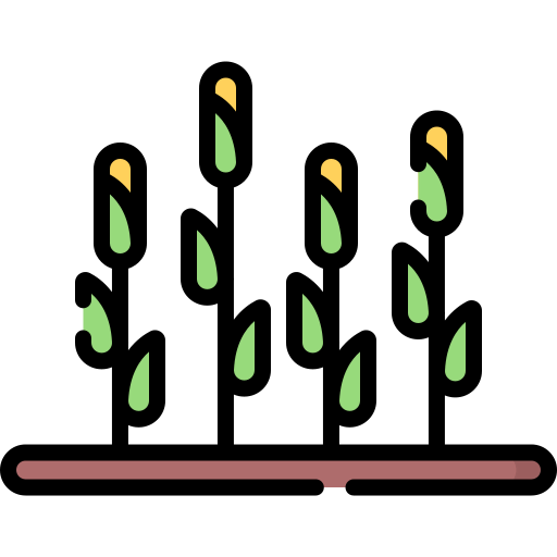 Corn icon