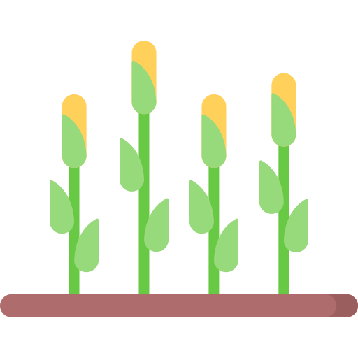Corn icon