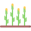 Corn іконка 64x64
