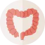 Intestine icon 64x64