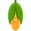Corn icon 64x64