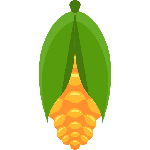 Corn icon