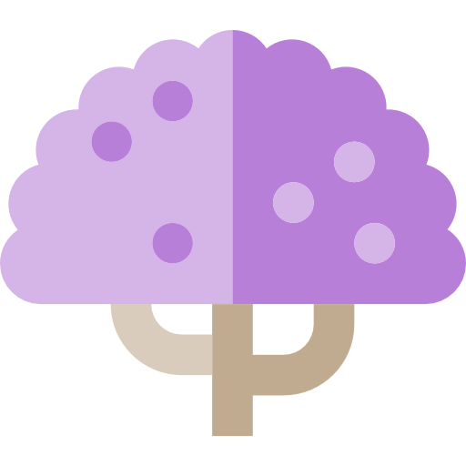 Jacaranda 상