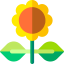 Sunflower 图标 64x64
