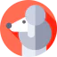 Poodle 상 64x64