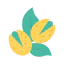 Nut icône 64x64