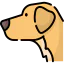 Golden retriever icon 64x64