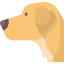 Golden retriever icon 64x64