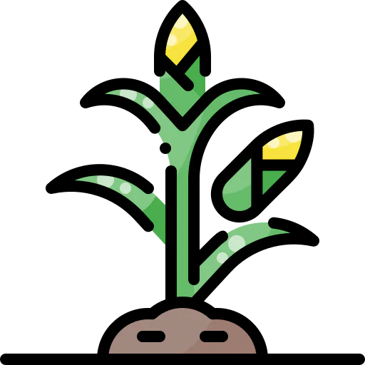 Corn icon