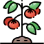 Tomato icon 64x64