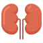 Kidneys Ikona 64x64