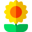 Sunflower icon 64x64