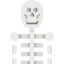 Anatomy icon 64x64