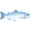 Salmon icon 64x64